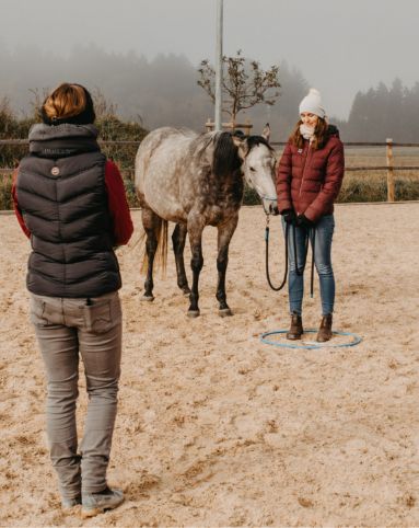 Coaching Weise - systemisches pferdegestuetztes Coaching, das Pferd spiegelt Gefühle und Unterbewusstsein durch Aufstellungsarbeit