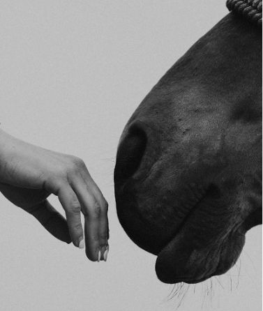 Coaching Weise - Kontakt mit dem Pferd aufnehmen