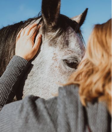 Coaching Weise - Pferd beruehren