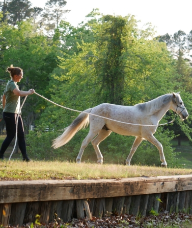 Yvonne_Weise_Parelli_Natural_Horsemanship_Galerie2